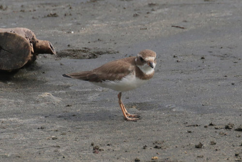 Semipalmated Plover